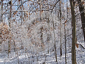 After Snow on the Oak Ridge Greenway