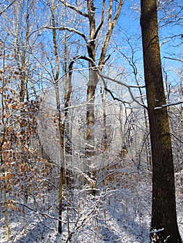 After Snow on the Oak Ridge Greenway2