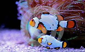 Snow Onyx Clownfish - Amphriprion ocellaris x Amphriprion percula