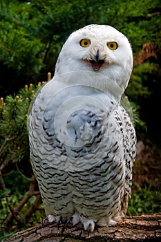 Snow owl