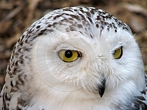 Snow Owl