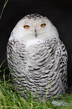 Snow owl