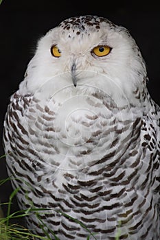 Snow owl