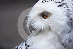 Snow-owl