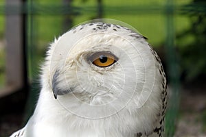 Snow owl