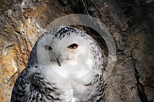 Snow owl portrait in the sun