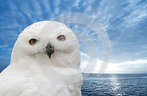 Snow owl