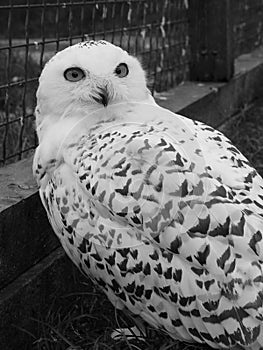 Snow Owl photo