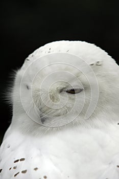 Snow owl