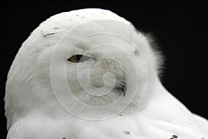 Snow owl