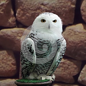 Snow owl