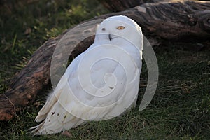 Snow owl