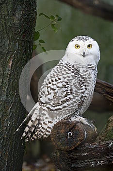 Snow owl