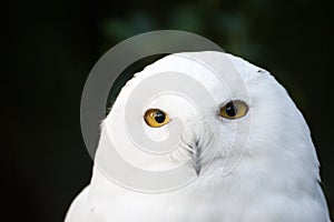 Snow owl