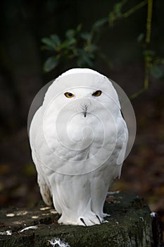 Snow owl