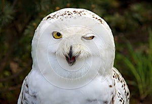 Snow Owl photo