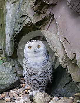 Snow owl - Bubo scandiacus