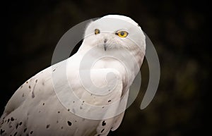 Snow owl closeup portrait