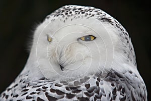 Snow owl