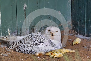 Snow Owl eating a chickenSnowy owl sits amid a meal of yellow chicks