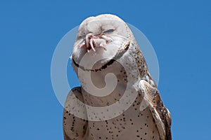 Snow Owl eating - Stock image