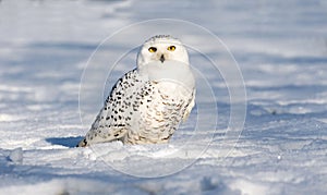 Snow owl on the ground