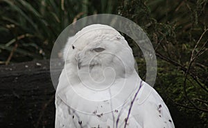Snow owl on ground