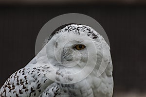 snow owl looks to the side in a zoo large