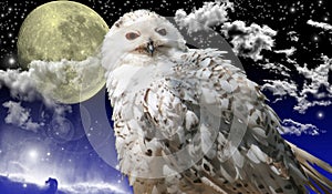 Snow owl and night sky