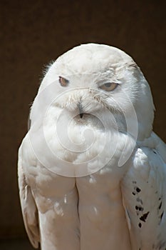 Snow-owl portrait