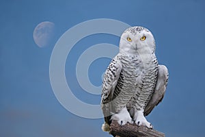 Snow owl portrait