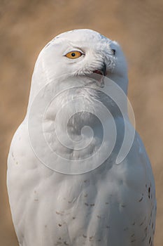 Snow Owl in Portrait