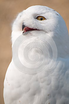 Snow Owl in Portrait