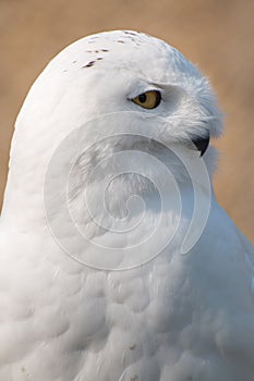 Snow Owl in Portrait