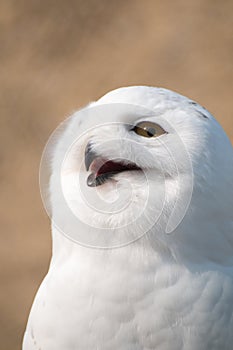 Snow Owl in Portrait