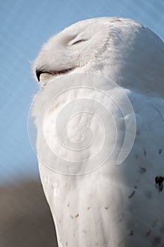 Snow Owl in Portrait