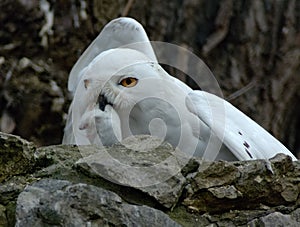 Snow owl with prey
