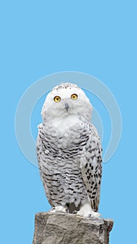 Snow owl stand on rock