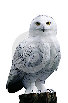 Snow Owl on white background