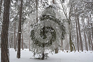 Snow in the Park in Sofia, Bulgaria Dec 29, 2014