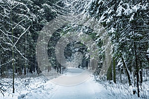 Snow path in a fabulous winter forest