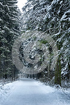 Snow path in a fabulous winter forest