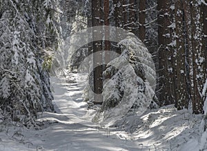 Snow path in sunny forest near Vrabce village