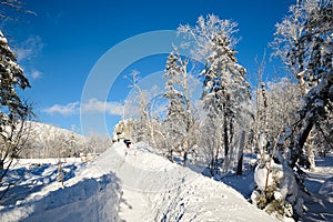 The snow path and trees on the mountain
