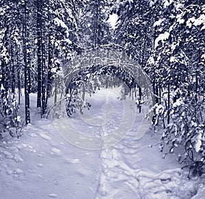 Snow path in winter forest