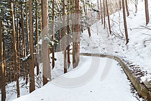 Snow path in winter forest, japan