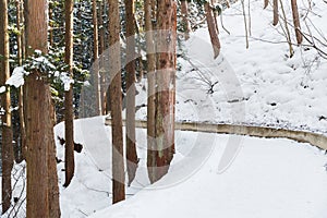 Snow path in winter forest, japan