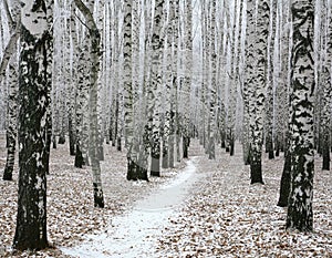 Snow pathway in autumn birch forest