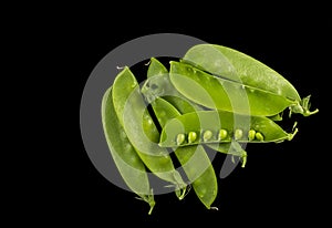 Snow Pea on Black Background