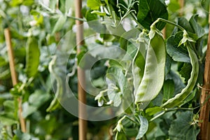 Snow pea photo